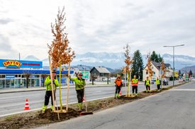 Gut für's Klima: Stadtgrün pflanzt 95 neue Bäume