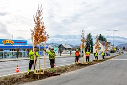 Die Stadtgrün-Teams pflanzen gerade 95 neue Bäume. 